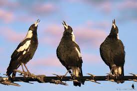 Australian magpies singing